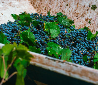tenuta-giustini-uva tenuta-giustini-uva
